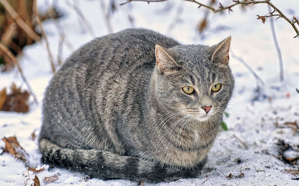 silver tabby cat HD wallpaper