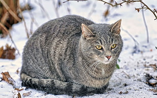 silver tabby cat HD wallpaper