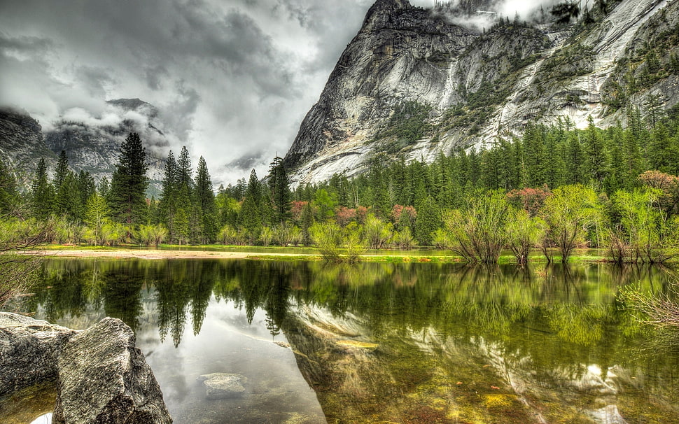 pine trees with mountain background wallpaper HD wallpaper