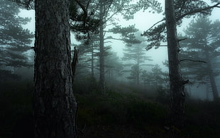 foggy woodland, nature, landscape, mist, morning HD wallpaper