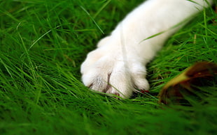 close-up photography of white animal paw on green grass
