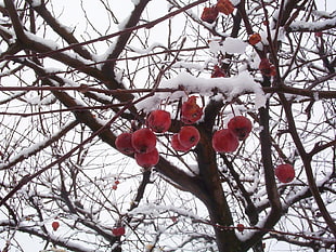 low angle photography of red cherry tree with snow