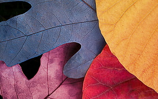 flat lay photography of assorted-color leaves HD wallpaper
