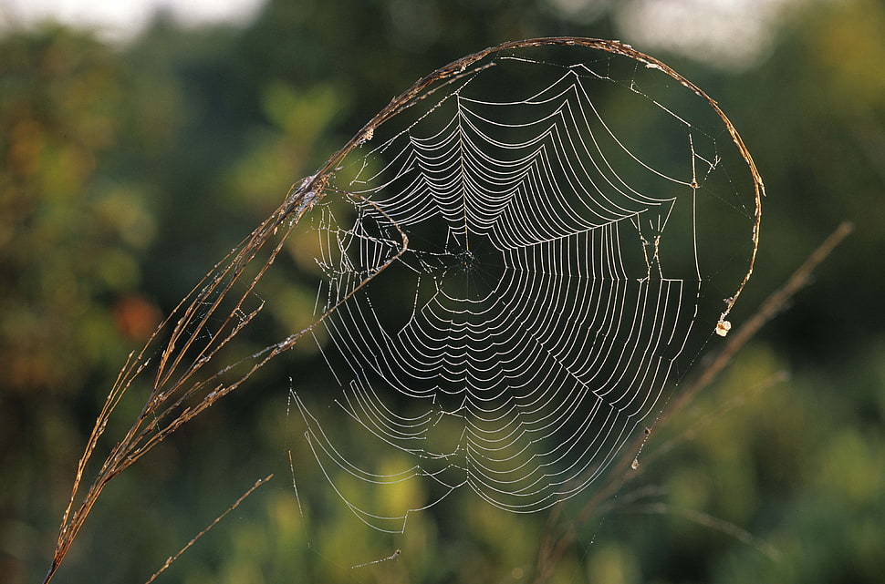 white Web cob HD wallpaper