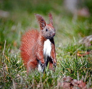 a squirrel stood at the green grass, red squirrel