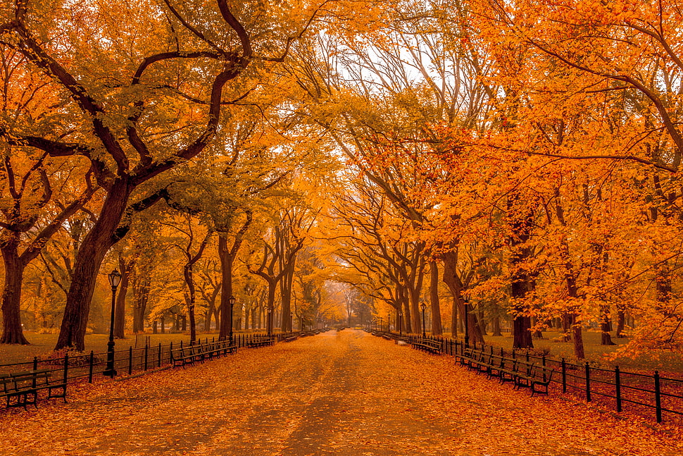 concrete road filled with dried leaves surrounded by trees, central park HD wallpaper