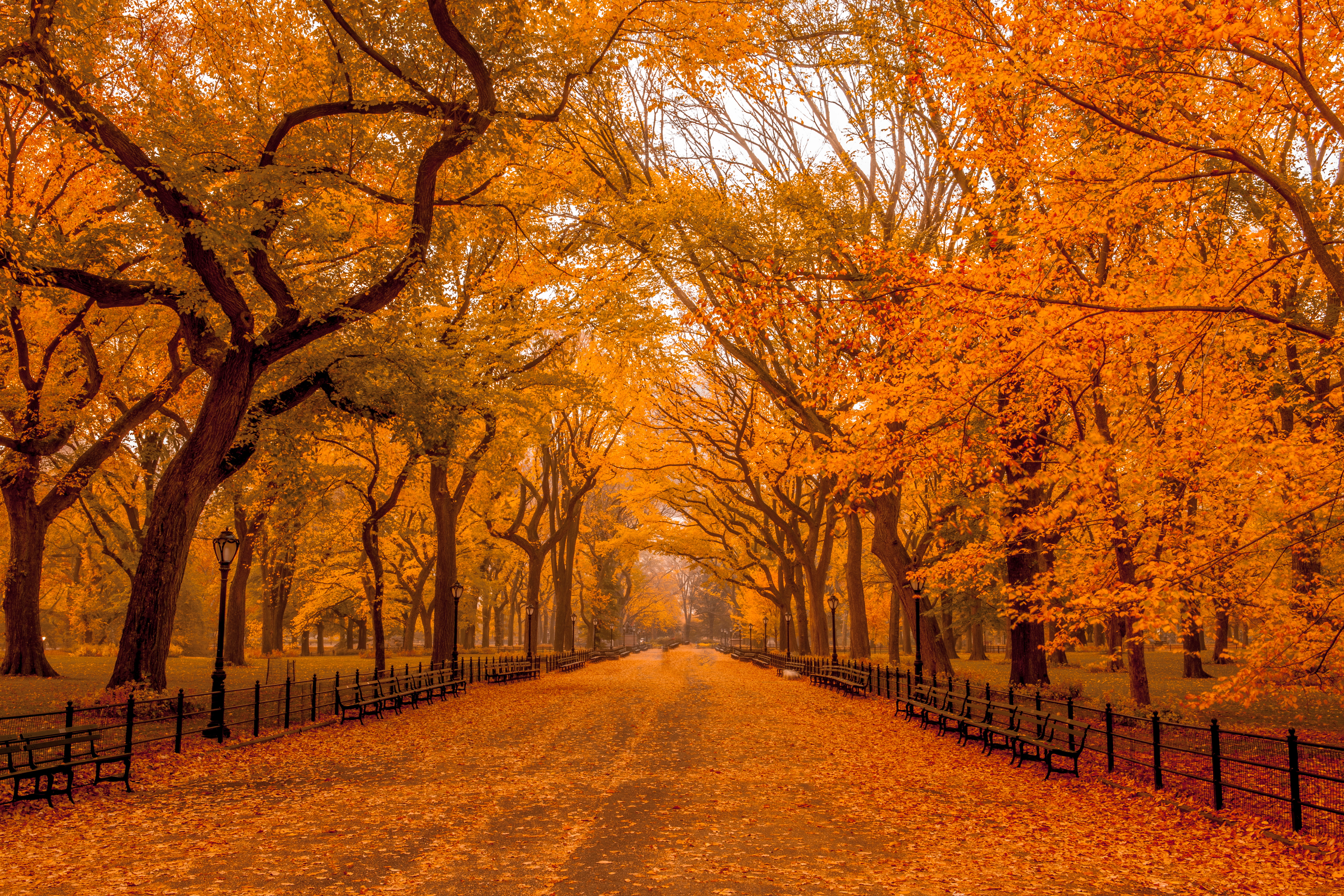 concrete road filled with dried leaves surrounded by trees, central park