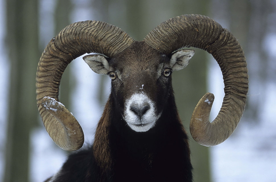 closeup photo of black and brown ram HD wallpaper