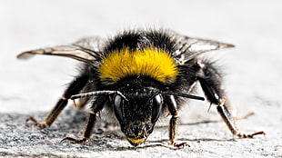 yellow and black Honey Bee