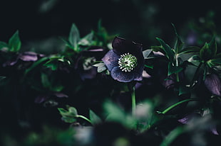 purple and green petaled flowers