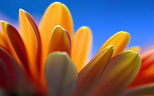orange Daisy macro photography HD wallpaper
