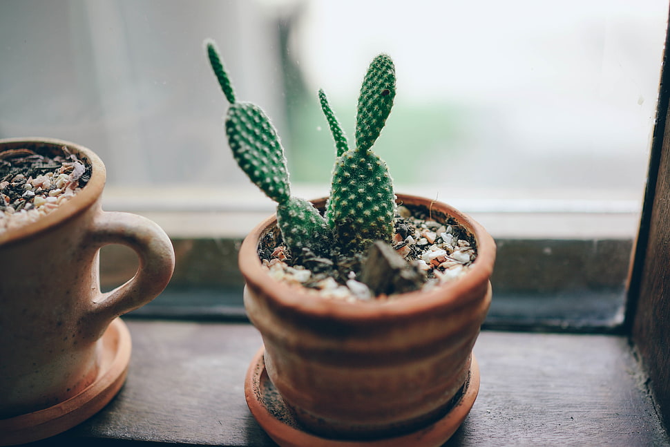 green prickly pear cactus, cactus, window HD wallpaper