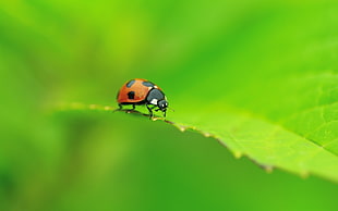 Ladybug on green leaf plant HD wallpaper