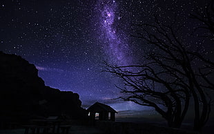 Milky Way galaxy, lights, nature, trees, night HD wallpaper