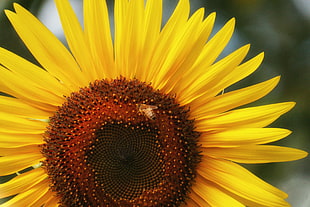 selected focus photography of yellow sunflower