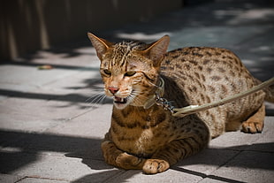 brown and black Bengal cat with white leather leash