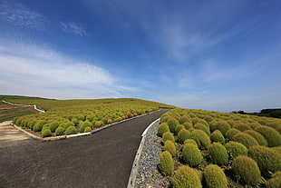 gray asphalt road surrounded with green plants under cloudy sky, kochia scoparia
