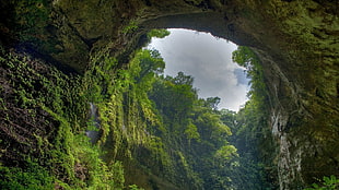 cave entrance surrounded by green trees, forest, canal