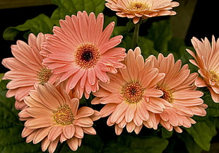 pink Daisies closeup photography