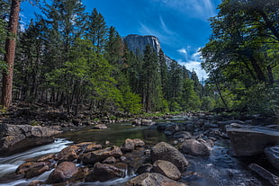green forest during day time, merced river, el capitan, yosemite national park, california HD wallpaper
