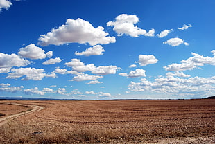wheat field under cloudy sky HD wallpaper