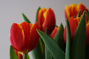 red-and-yellow tulips HD wallpaper