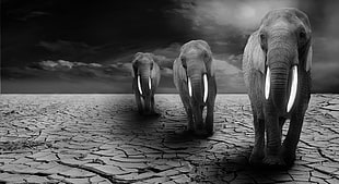 grayscale photo of three elephants under cloudy sky HD wallpaper