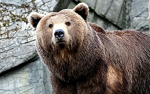 grizzly bear HD wallpaper