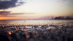 rain, sunset, photography, macro HD wallpaper