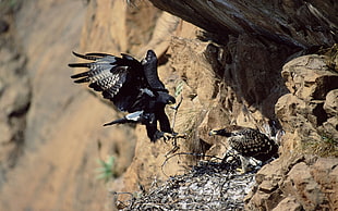 Hawks fixing the nest on cliff during daytime