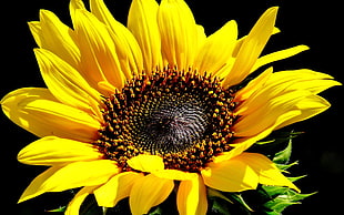yellow and black petaled flower, flowers, sunflowers, plants, yellow flowers HD wallpaper