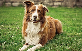 brown and white dog