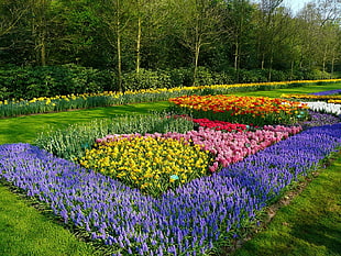 assorted color flower field at daytime HD wallpaper