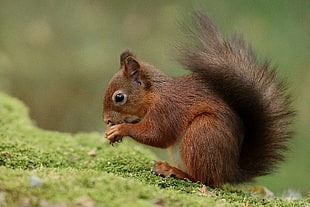 brown and black squirrel HD wallpaper