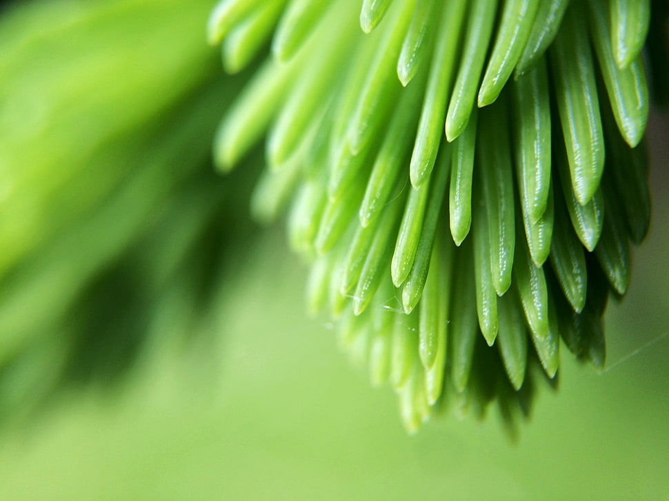 selective focus photography of green plant HD wallpaper