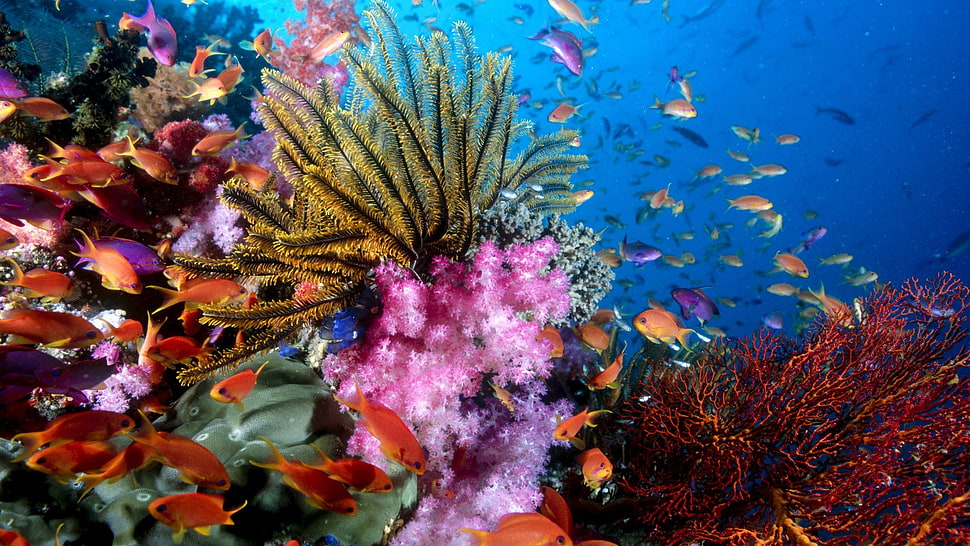 school of orange fish, coral, fish, underwater HD wallpaper