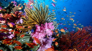 school of orange fish, coral, fish, underwater