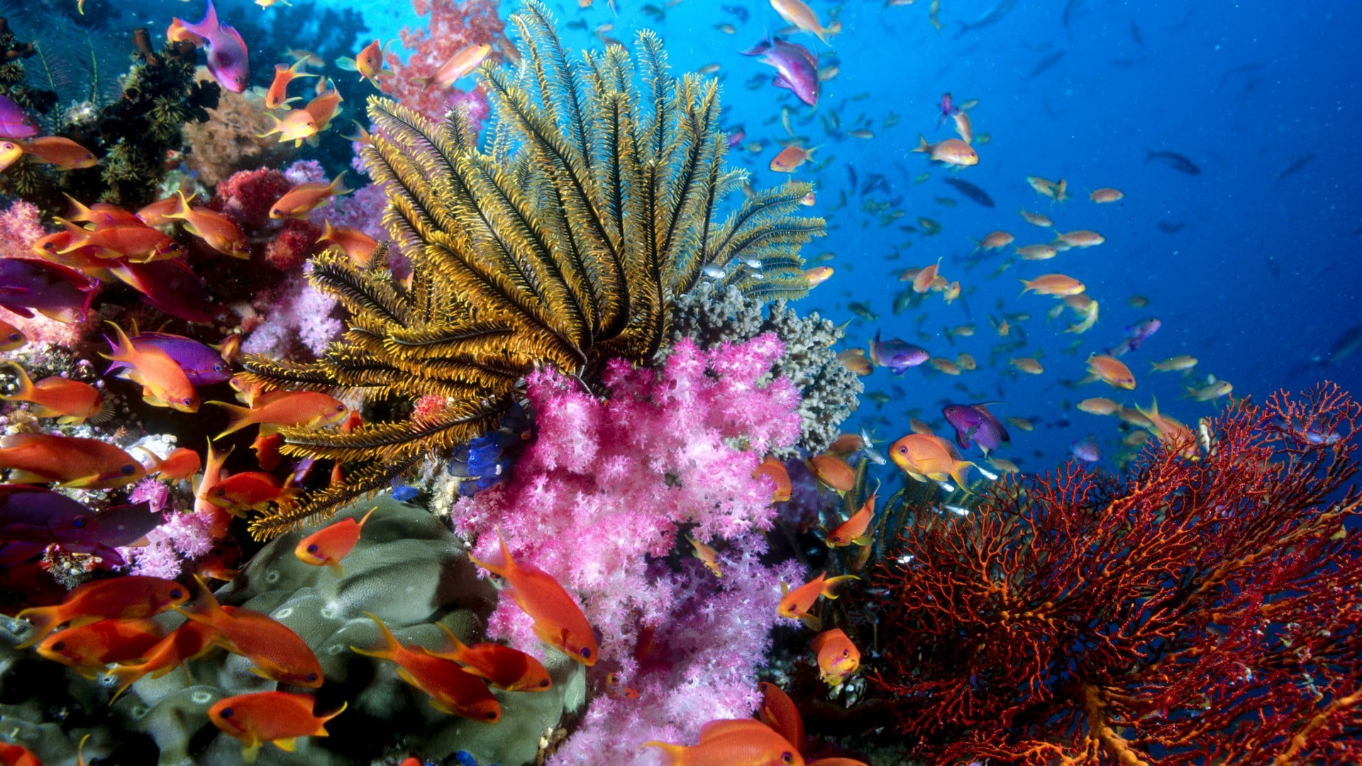 school of orange fish, coral, fish, underwater