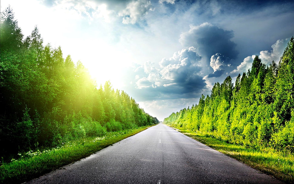 gray concrete road near green trees during daytime HD wallpaper