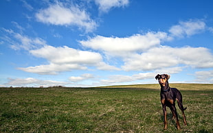 time lapse photography of short-coated adult black and brown dog standing on green grass field