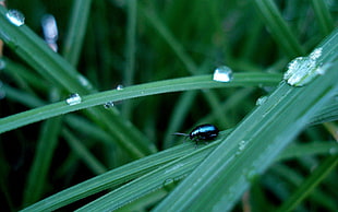 black beetle HD wallpaper