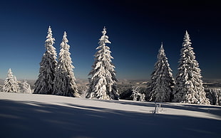 white trees with snows HD wallpaper