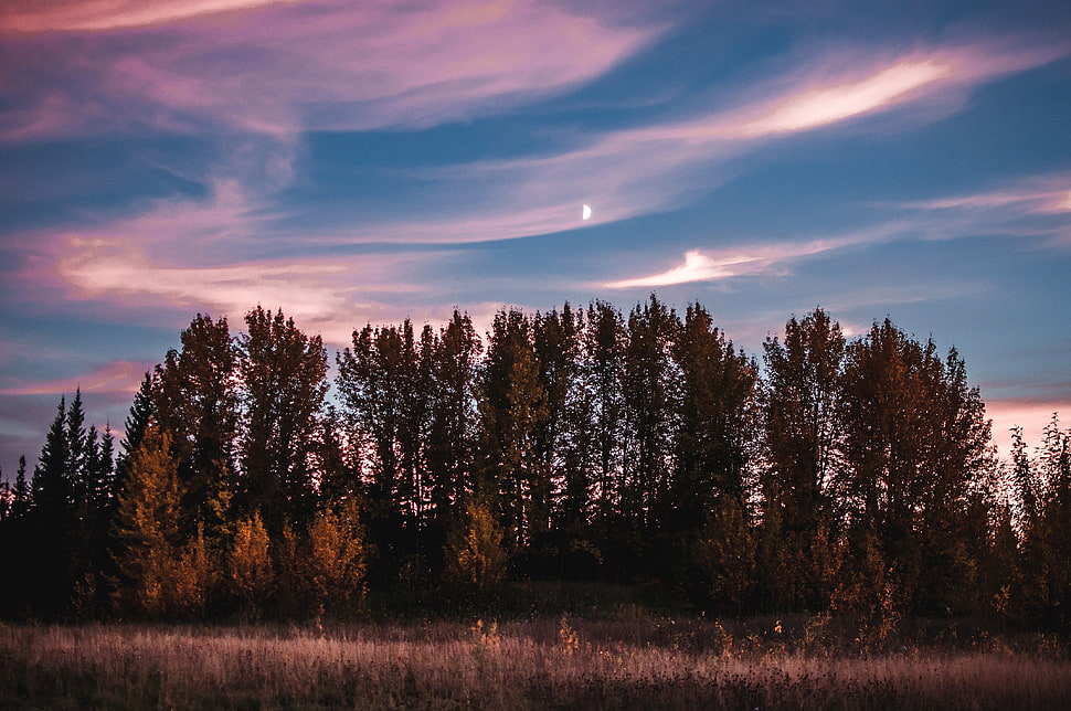 green leaf tree, Trees, Sky, Sunset HD wallpaper