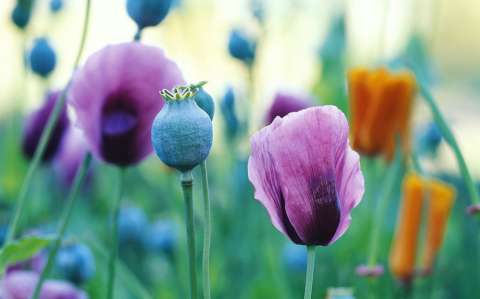 close up photography of purple tulip flowe HD wallpaper