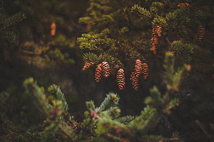 selective focus photography of pine cones HD wallpaper