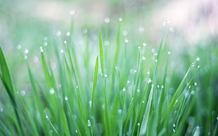 photography of green grasses during day time