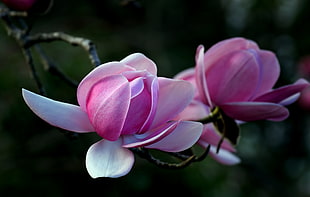 selective focus photography of pink Camellia flower, magnolia