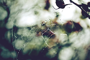 close-up photography of spider-web