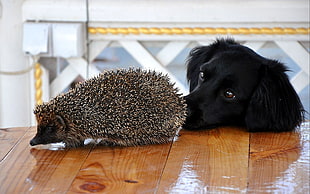 black puppy beside black and white hedgehog
