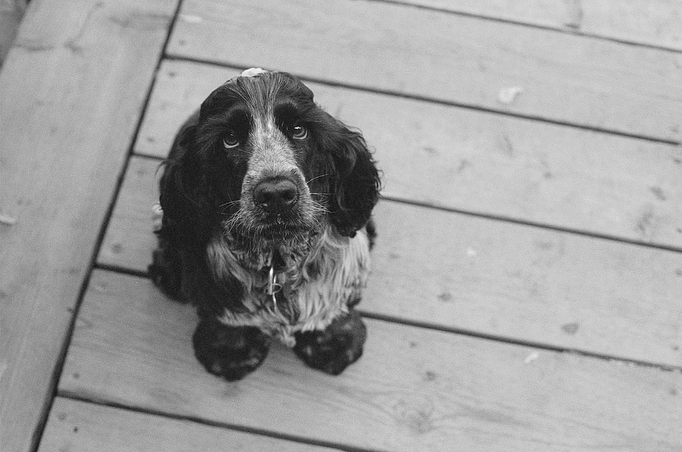 adult black and white cocker spaniel HD wallpaper